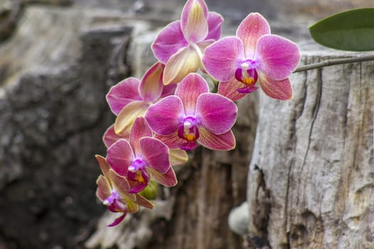 Beautiful pink orchid  - phalaenopsis