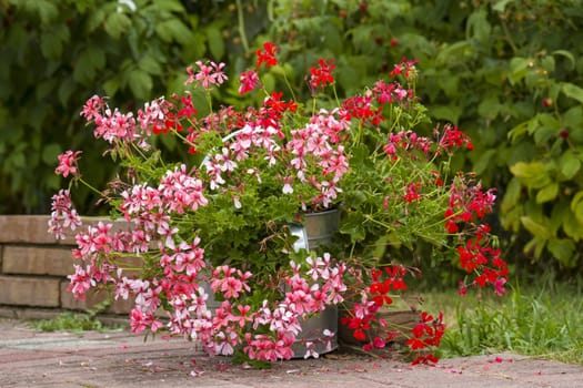 pink and red geranium in the garden - close up