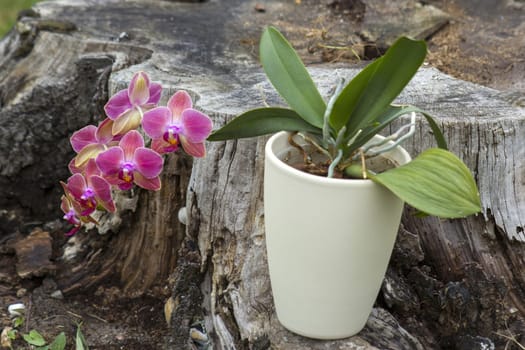 Beautiful pink orchid in a pot - phalaenopsis