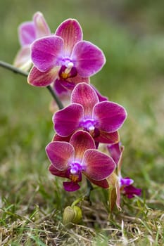 Beautiful pink orchid  - phalaenopsis