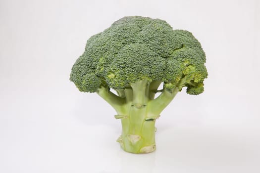 Whole broccoli plant set as a tree. Isolated on white background