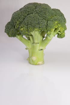 Whole broccoli plant set as a tree. Isolated on white background
