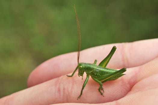 Grasshopper