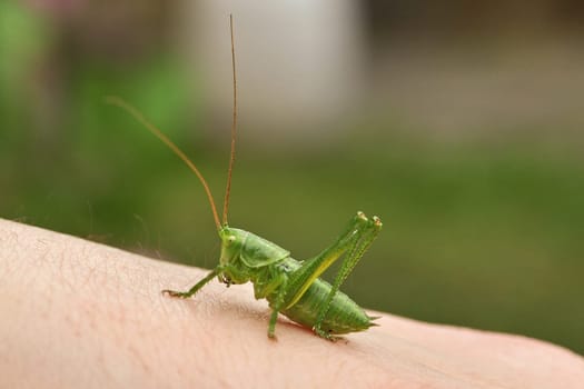 Grasshopper