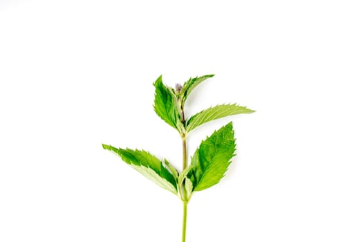 Organic Mint leaves isolated on white background