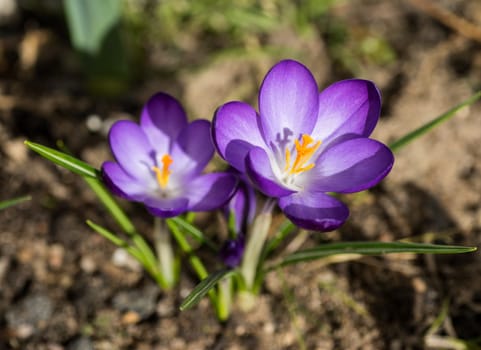 spring has come, anemones and crocuses in full bloom with bright lilac color