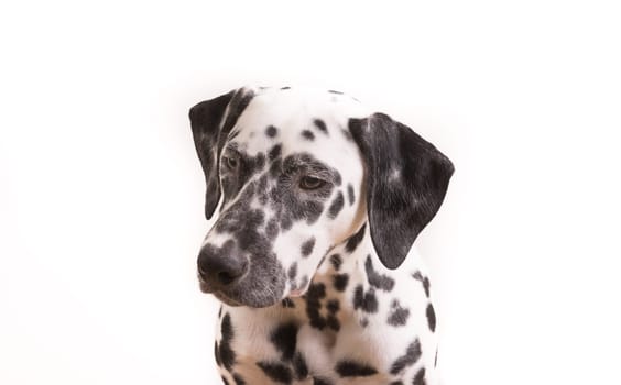 Headshot of a young Dalmatian dog isolated on white background