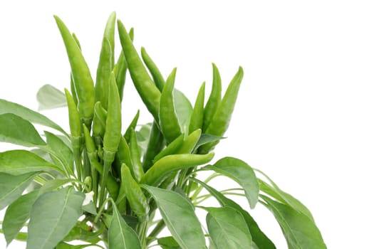 green chili pepper plants isolated on white background