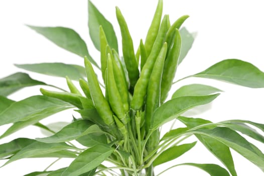 green chili pepper plants isolated on white background