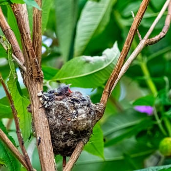European goldfinch (Carduelis carduelis) nest with chicks - London, United Kingdom
