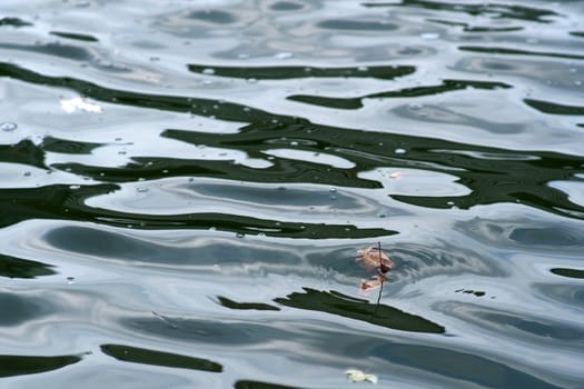 A leaf floats on the water surface of a river with light fluctuations...