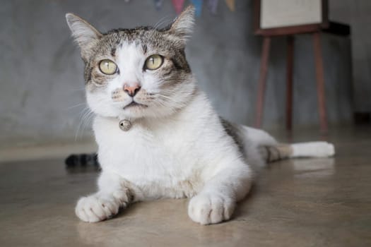 Lazy cat chilled on the floor, stock photo