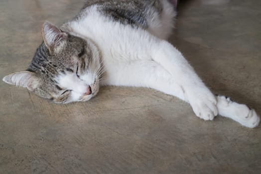 Cat sleeping on the floor, stock photo