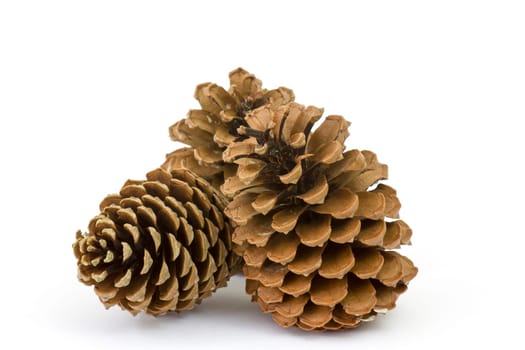 The cones pine on a white background
