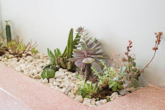 Modern room decoration with collection of various cactus and succulent plants, stock photo