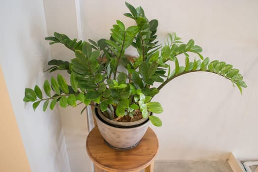 Tropical green plant pot interior, stock photo