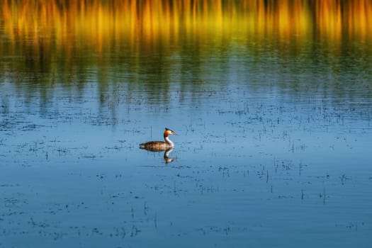 Great Crested Grebe (Podiceps cristatus) on the Pond