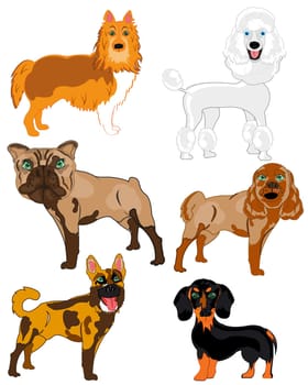 Dogs of the varied sorts on white background is insulated