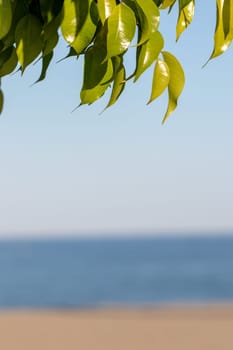Beach summer background. Image with focus on nice leaves of orange tree against blurred sandy beach at Costa del Sol, Spain. Template with large space for vacation advertising.