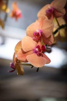 The background image of the colorful flowers, background nature