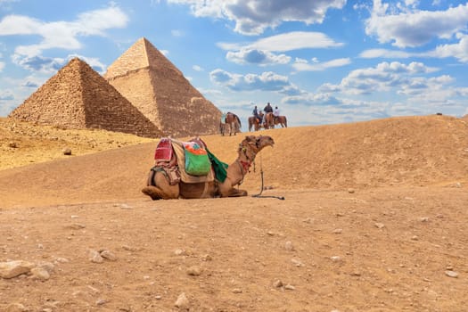 Camels by the Pyramids, desert scenery in Giza, Egypt.