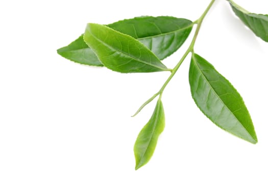 Japanese fresh green tea leaves isolated on white background