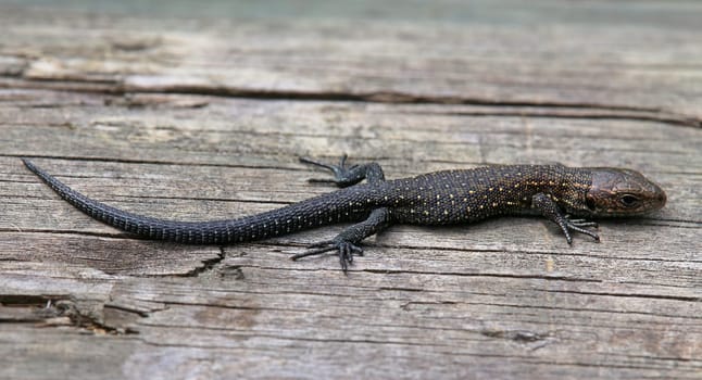 Young mountain lizard Zootoca vivipara from the Wasenmoos near Mittersill