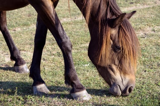 The brown horse is grazing grass on the pastureland.