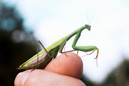 The praying mantis insect is on human fingers outdoors on nature.