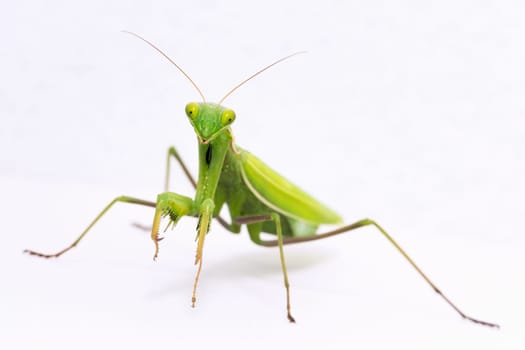 Front view animal portrait of green praying mantis insect on white background.