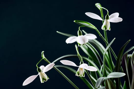 Beautiful snowdrop flower is on dark background.