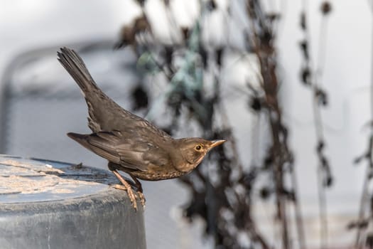 Female blackbird sits on a bucket just before takeoff against blurred background