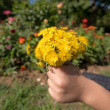 Child holds a bouquet of yellow blossoms in the sunshine in hand in front of blurred colorful background