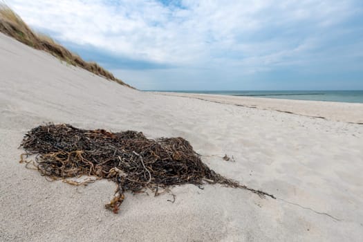 German Baltic coast with algae, seagrass and sand dunes, grass, water and blue sky