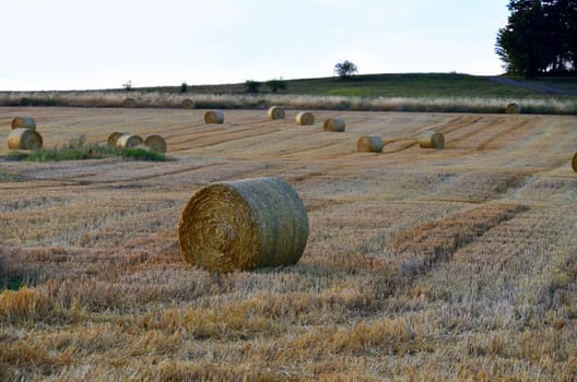 straw harvest