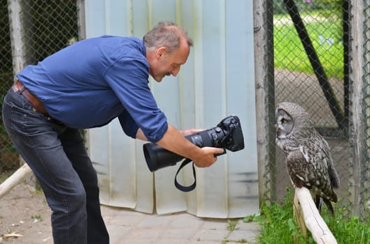 Photographer and great grey owl