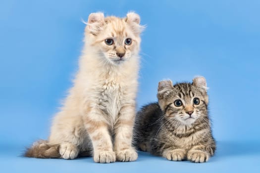 Two pedigree cats American Curl (Felis silvestris catus),Shorthair and Longhair,black tabby blotched and blue tabby point,10 weeks