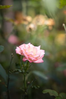 Roses in the garden, Roses are beautiful with a beautiful sunny day.