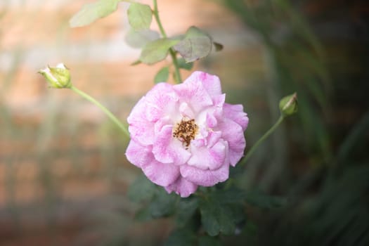 Roses in the garden, Roses are beautiful with a beautiful sunny day.