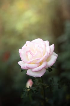 Roses in the garden, Roses are beautiful with a beautiful sunny day.