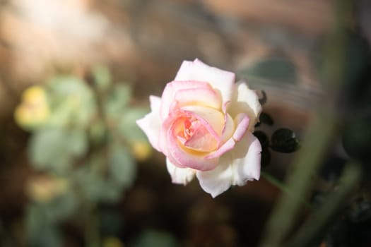 Roses in the garden, Roses are beautiful with a beautiful sunny day.