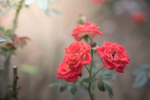 Roses in the garden, Roses are beautiful with a beautiful sunny day.