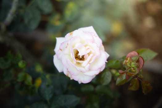 Roses in the garden, Roses are beautiful with a beautiful sunny day.