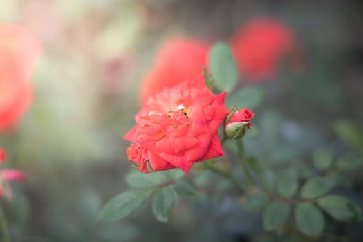 Roses in the garden, Roses are beautiful with a beautiful sunny day.