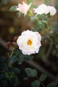 Roses in the garden, Roses are beautiful with a beautiful sunny day.