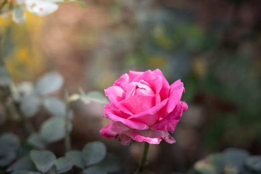 Roses in the garden, Roses are beautiful with a beautiful sunny day.