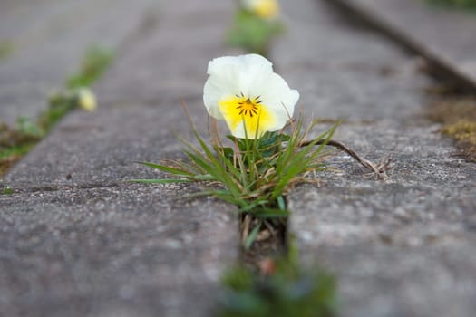The small flower growing through a crack in the old brick pavement in spring