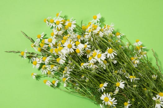 Bouquet of Freshly Picked Camomile Flowers On Green Background