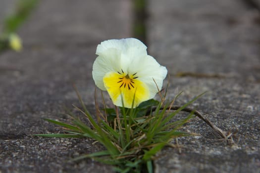 The small flower growing through a crack in the old brick pavement in spring