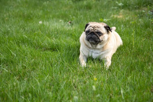 Pug dog lying on the grass in park